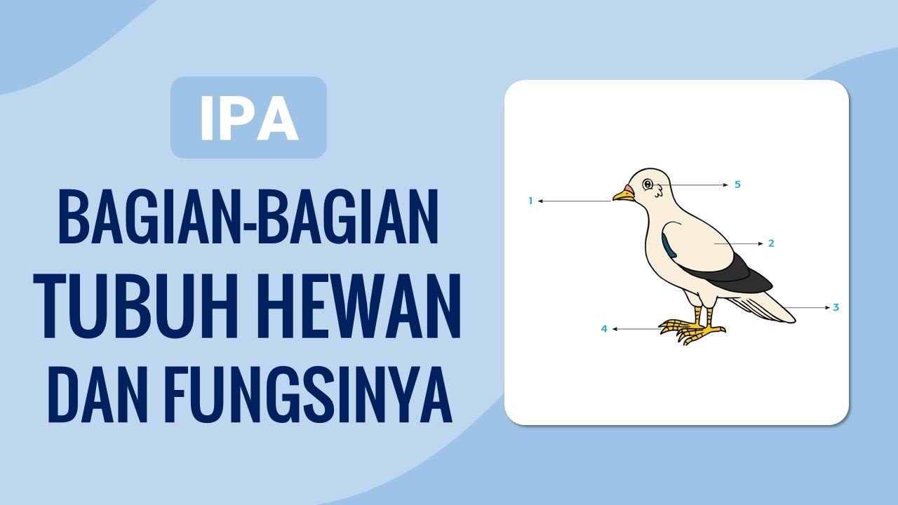 Bagian Tubuh Hewan dan Fungsinya (Kelas 4) Bagian Tubuh Hewan dan Fungsinya (Kelas 4)