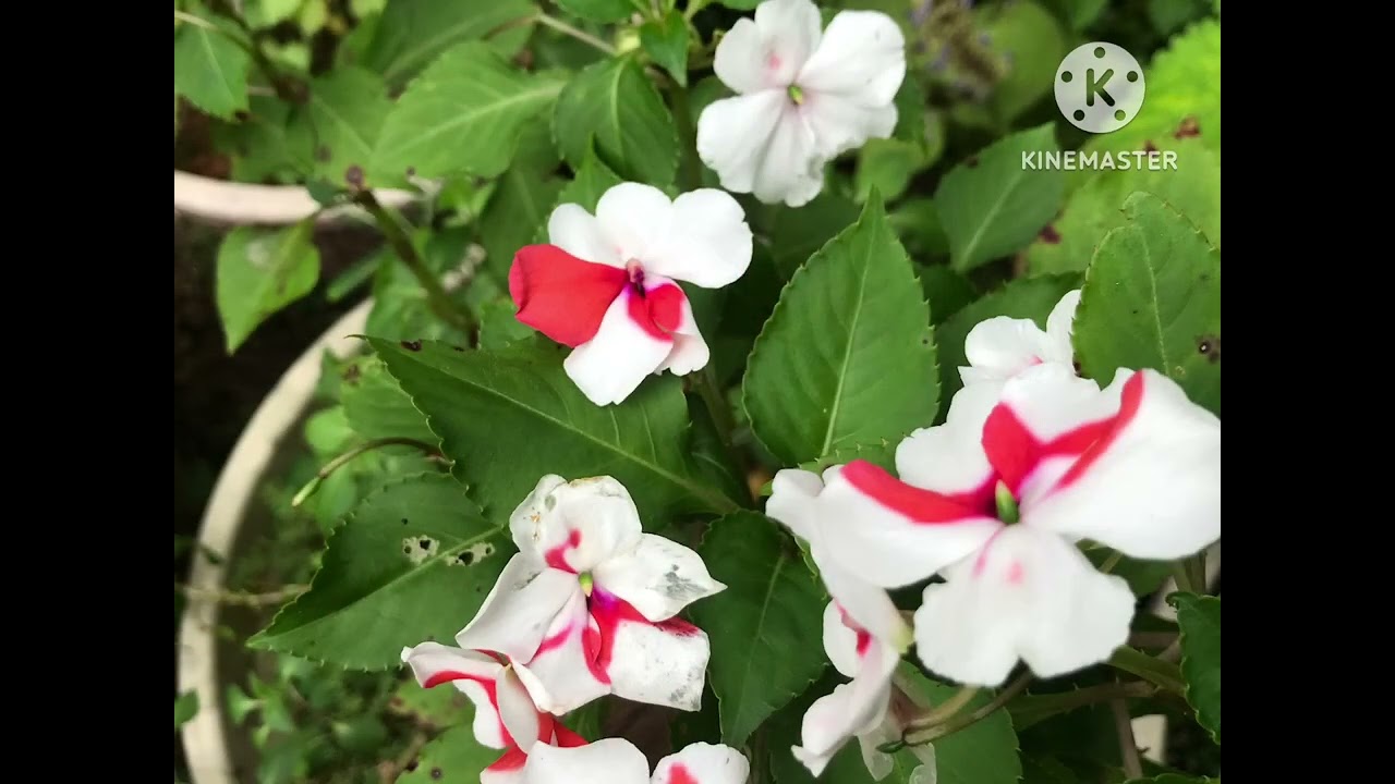 Balsam varieties 💚🌵