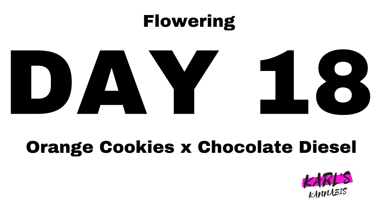 Orange Cookies x Chocolate Diesel Cannabis Strain - Flowering Day 18 Medical Marijuana