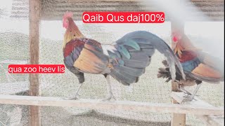 Qaib Qus 100% qua zoo qua ntog heev lis2024