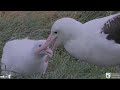 Royal Albatross - GLG ❤️ brings a delicious breakfast to her little chick SSTrig 🐥👑❤️