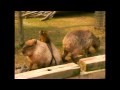 【無賃乗車】カピバラタクシー (Capybara Taxi)