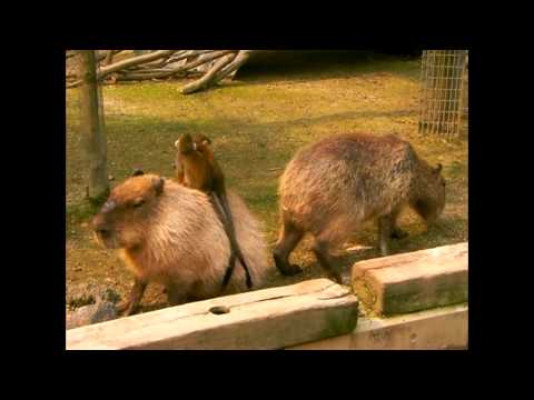 無賃乗車 カピバラタクシー Capybara Taxi Youtube 無賃乗車 カピバラタクシー Capybara Taxi Youtube