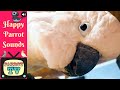 Parrot TV for Birds | Keep Your Parrot from Being Bored | Happy Parrot Sounds