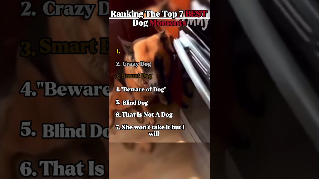 Ranking The Top 7 BEST Dog Moments