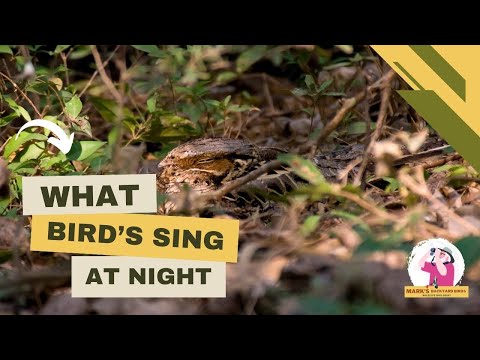 Video: Ar paukščiai turėtų giedoti naktį?