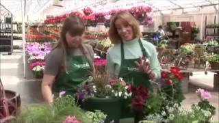 Container Gardening, Produced by Tagawa Gardens, a partner in PlantTalk Colorado