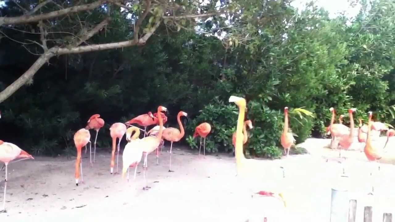 Flamingos at Sea World Orlando YouTube