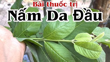 Bài thuốc trị Nấm Da Đầu . PHAN HẢI Channel