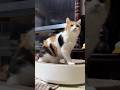 【三毛猫】毛づくろいを披露するミケ