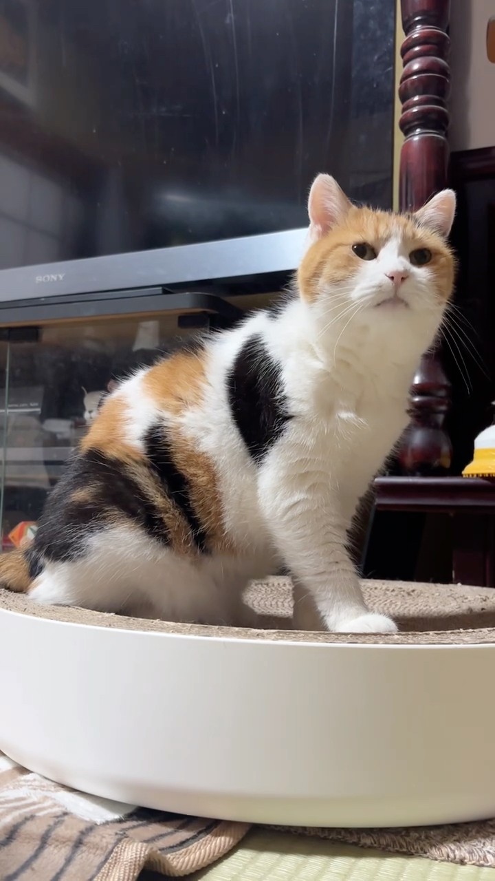 三毛猫】毛づくろいを披露するミケ - YouTube