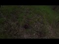 Cane toad V 12 gauge shot gun……
