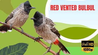 Red-Vented Bulbul | Red Vented Bulbul Sound | Bulbul Food