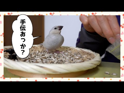 人間と一緒になって手伝いたい文鳥　Java sparrow