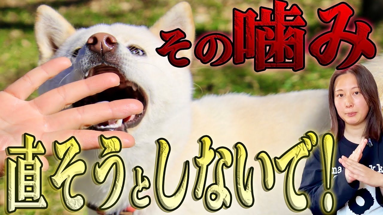 【嚙み】頑張るほど悪化する！？噛み付きのしつけ