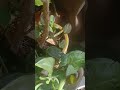 beautiful plants #beautiful #plants #house #happy #funny #love #live #sun #amazing #viral #shorts #x