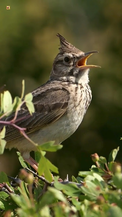 Suara Burung Lark Jambul