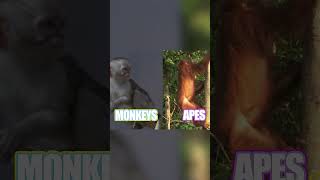 Cool Facts About Monkeys 🐒 | Things You Wanna Know | Nat Geo Kids