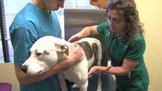 Vet Med Animal Clinic in Covington, GA
