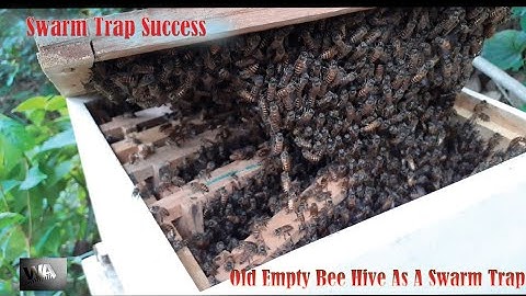 swarm trap success