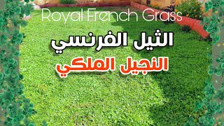 الثيل الفرنسي او النجيل الملكي RoyalGrass French Grass