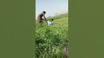 ایک لڑکا دوسرے لڑکا کی بونڈ مار رہ ہے دیکھو اس ویڈیو میں بچے اس ویڈیو کو نہ دیکھیں 