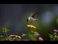 The delightful hummingbird  gathering nectar of joy