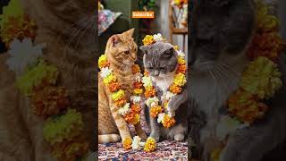 omm mangalam bhagban bishnu#marriage #funny #cat