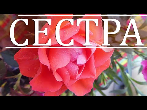 Любимая сестра (стихи для тебя, моя дорогая).