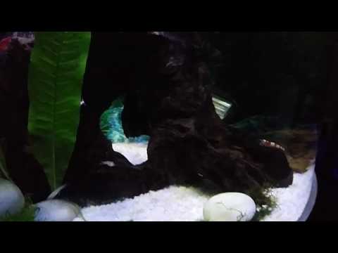 Nursery fish tank