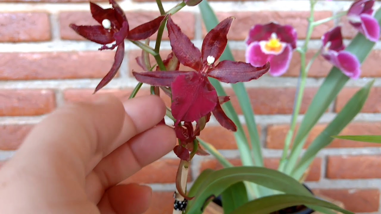 Miltonia e Colmanara - Orquideas lindas 😍😍 - thptnganamst.edu.vn