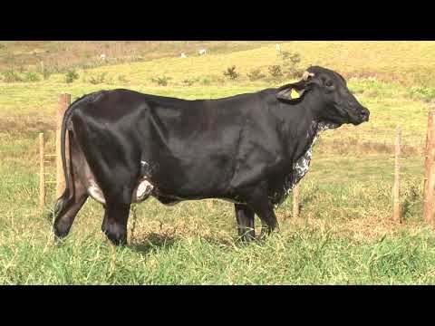 LOTE 25   1221BA   FAZENDA DIAMANTE   DIA 22 DE MAIO   14HS   REMATEWEB PLUS