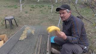 Видео Муларды, дождь и обо всём понемногу! (автор: Лес Сад Огород)