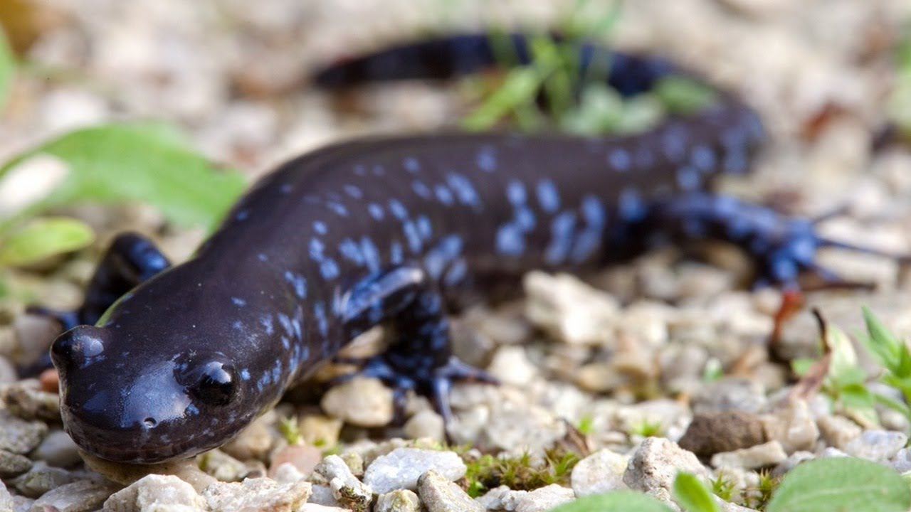 Species Polyamorous salamander