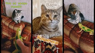 Кошечки: Что за зверь такой? Что за гад ползучий?🙀ВечагоР2023.