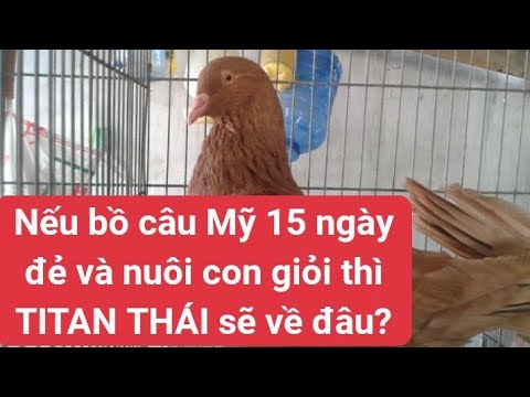 Video: Chim Bồ Câu Gà Con Trông Như Thế Nào