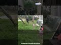 Caen los responsables de organizar peleas de perros clandestinas en La Calera.