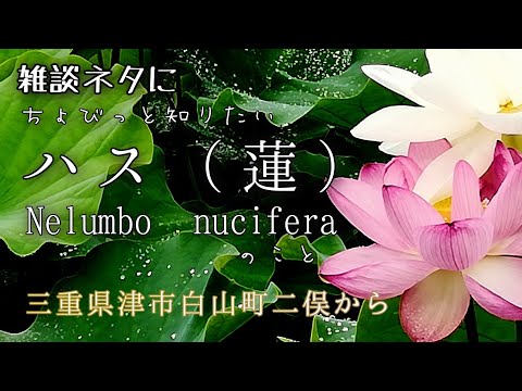 自然vlog 96 植物紹介 ハス 蓮 Nelumbo Nucifera ハスとスイレンの違い ロータス効果 津市白山町二俣 Youtube