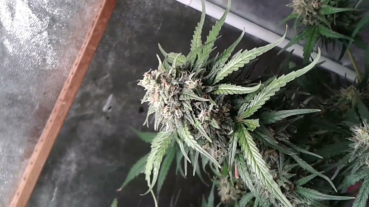 Auto-floraisons 10e semaines pour mes GRADEFRUIT