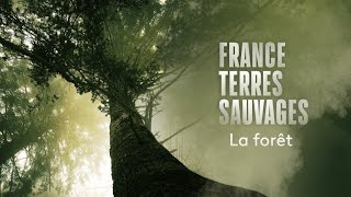 France Terres Sauvages La Foret