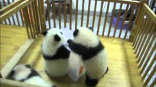 Cuddly Baby Pandas