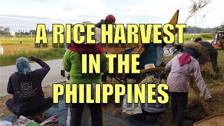 A Rice Harvest In The Philippines.