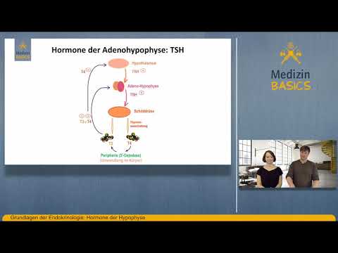 Video: Welche Hormone werden në der Hirnanhangdrüse gebildet?