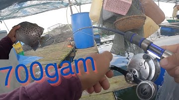 126/ Câu bè chịu khó chọt lỗ là có cá liền . Cá NÂU ( hói ) , TRÁP ( hanh ) / Câu IKADA