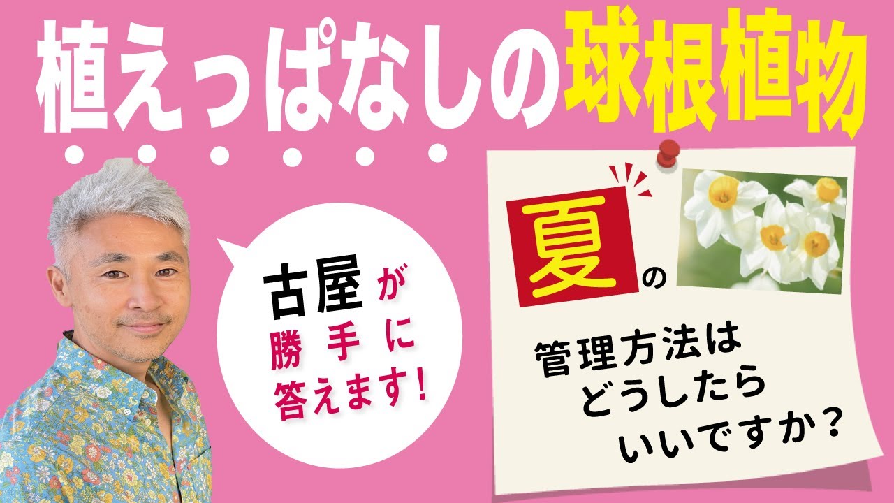 植えっぱなしの球根植物 夏の管理方法はどうしたらいいですか 古屋が勝手に答えます Youtube