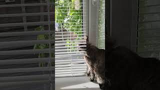 #кот смотрит постоянно в окно #животные