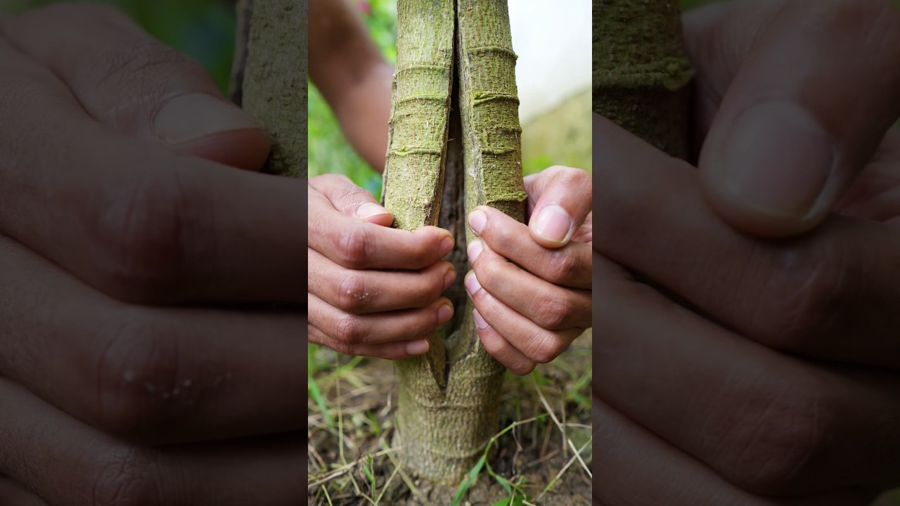 Effective technique to increase the yield of papaya tree #papaya #gardening