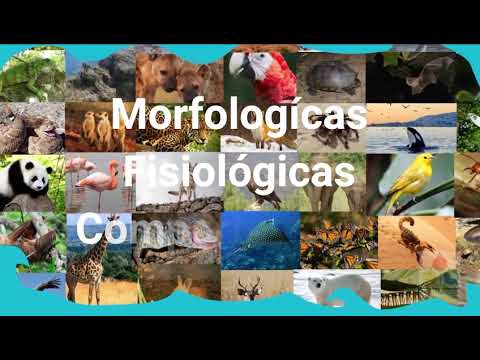 Video: ¿Qué es la morfología y fisiología de los seres vivos?