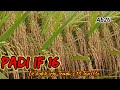 PADI IF 16 || BENIH PADI UNGGUL || INDONESIAN FARMERS