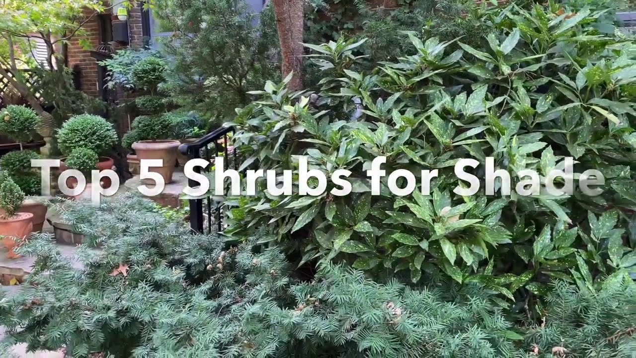 ‼️🍁‼️ My Top 5 Shrubs for Shade